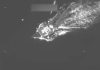 US Military Strike on Suspected Drug-Trafficking Boat in Caribbean Kills Four